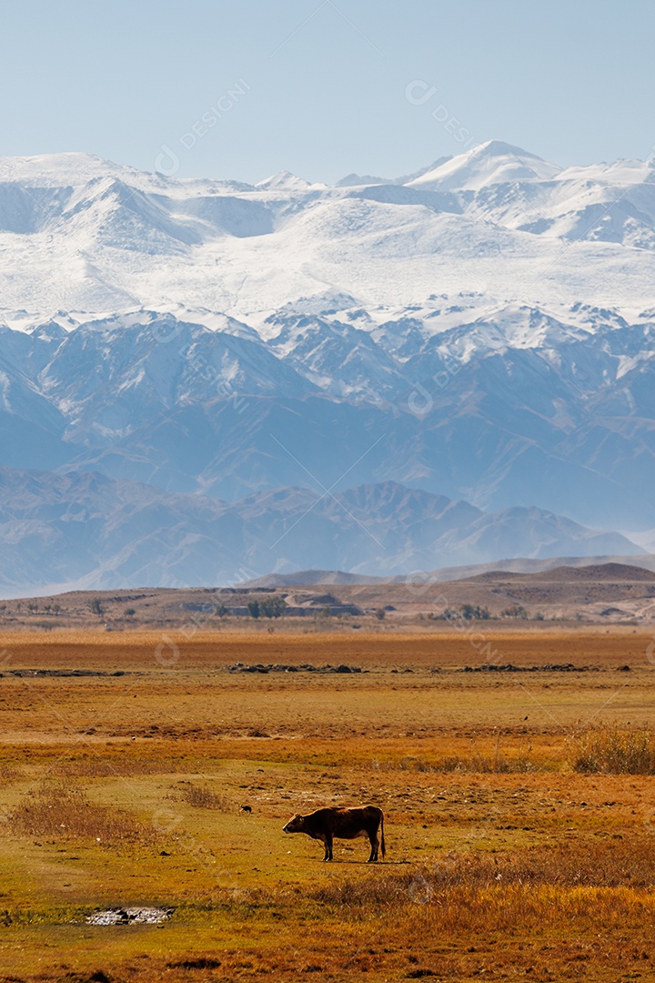 Bovino em uma fazenda