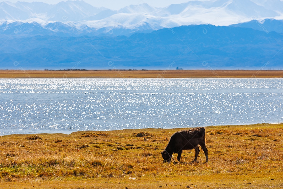 Bovino em uma fazenda