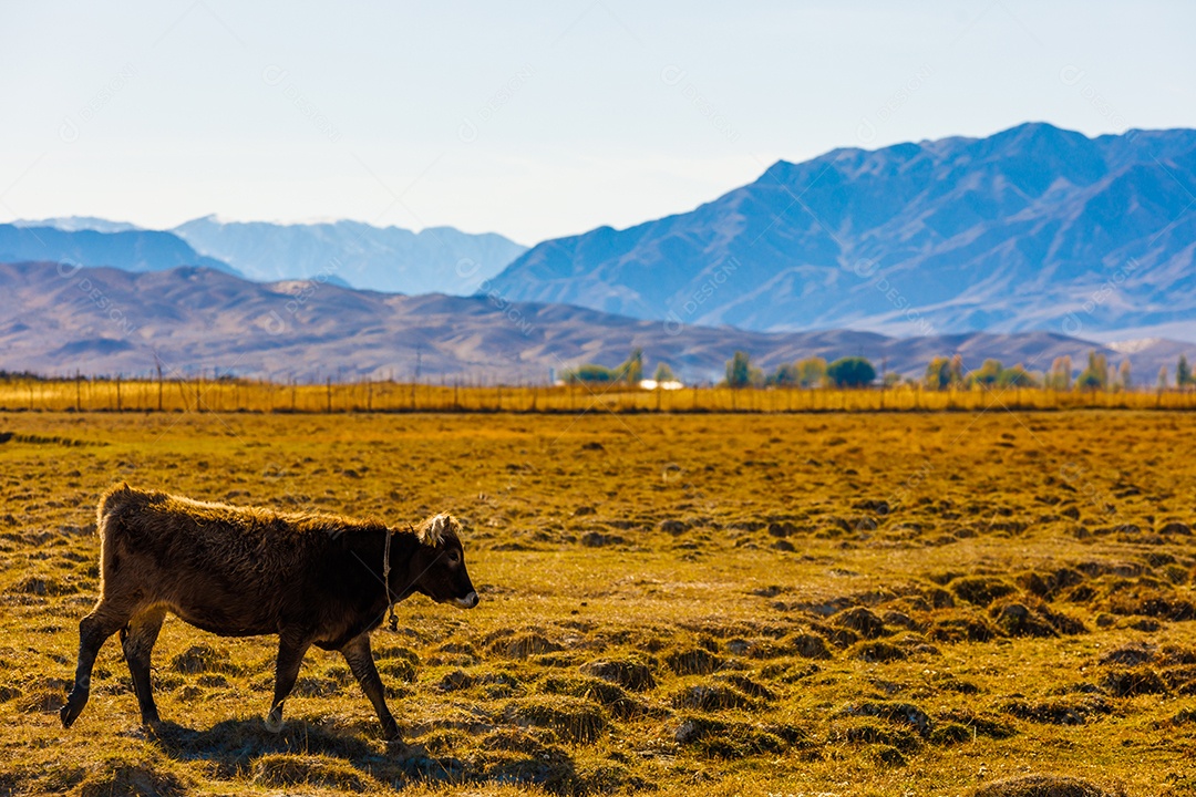 Bovino em uma fazenda