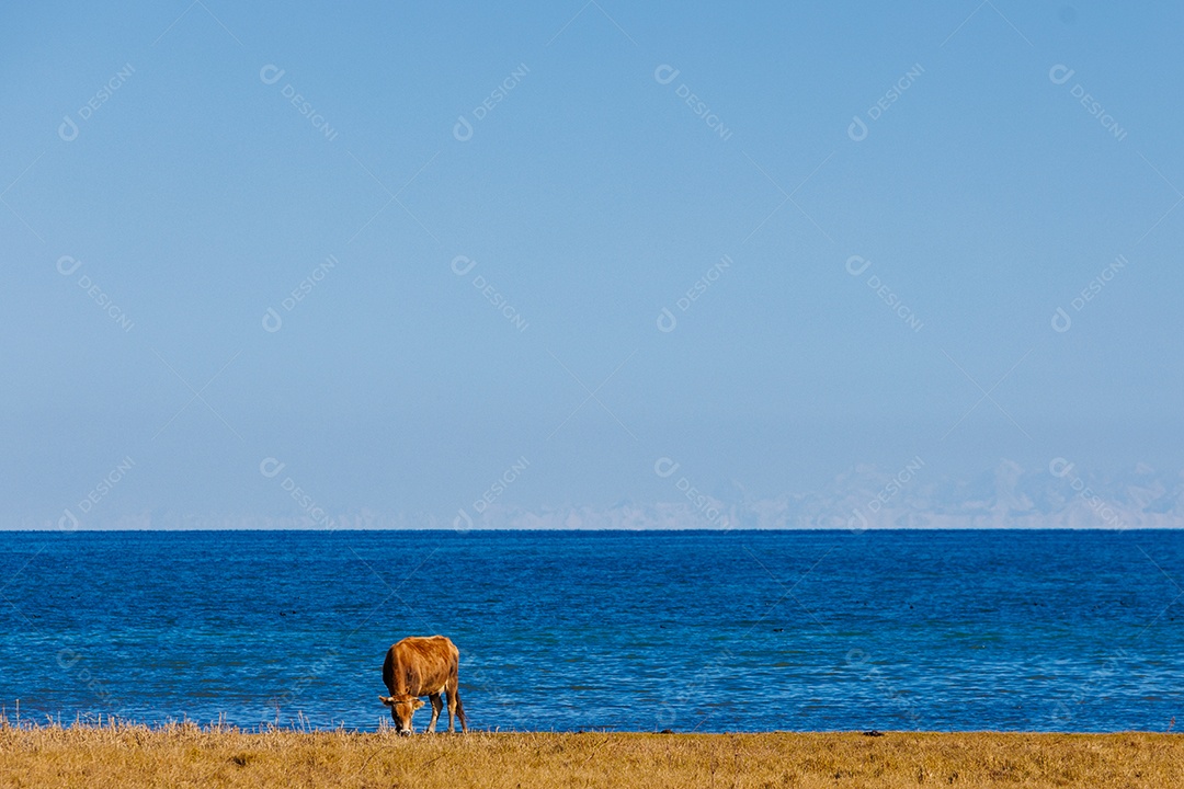 Bovino em uma fazenda