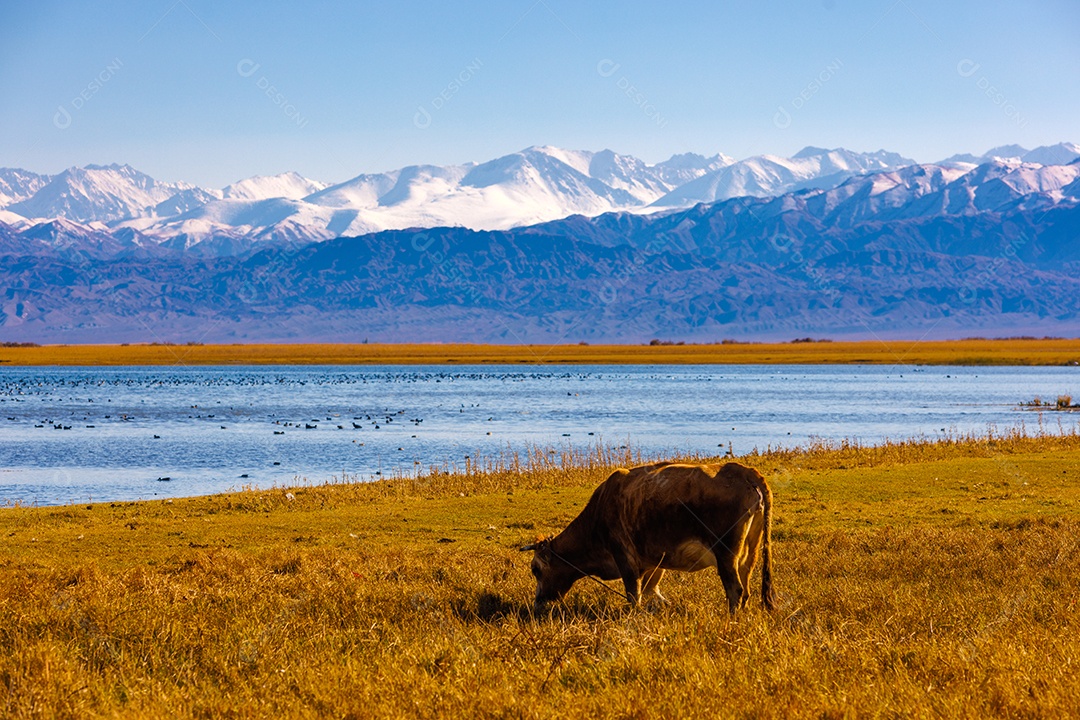 Bovino em uma fazenda