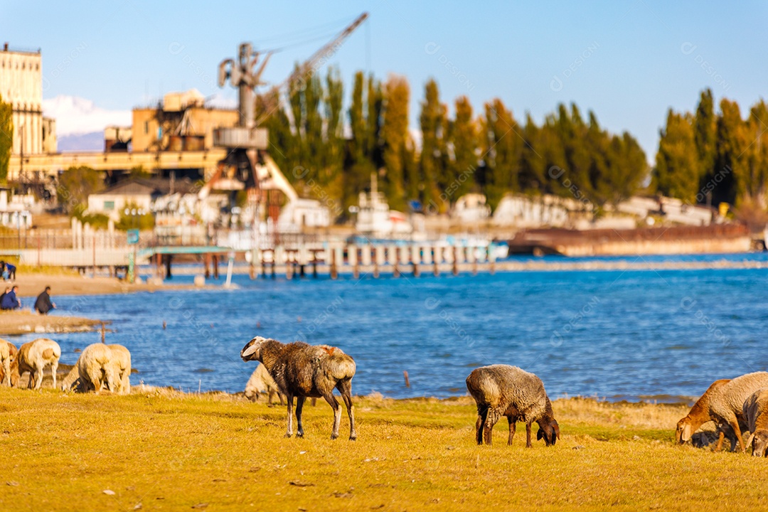 Bovino em uma fazenda