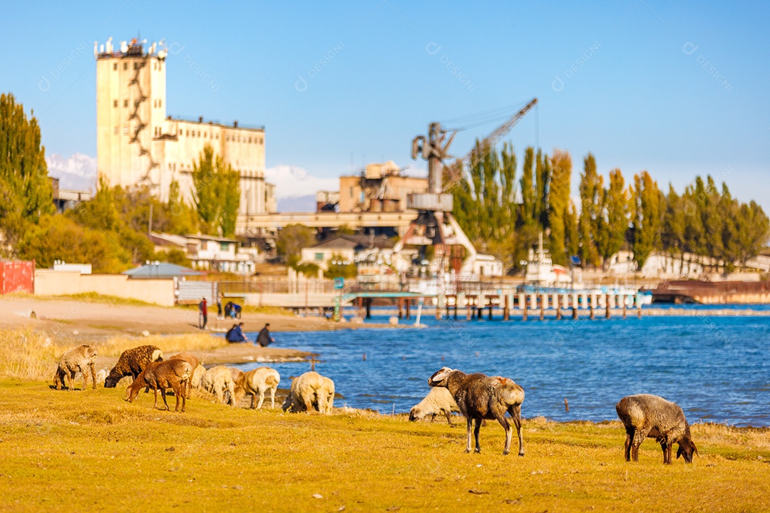 Bovino em uma fazenda