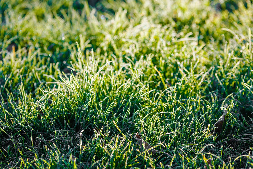 Grama verde de uma parque