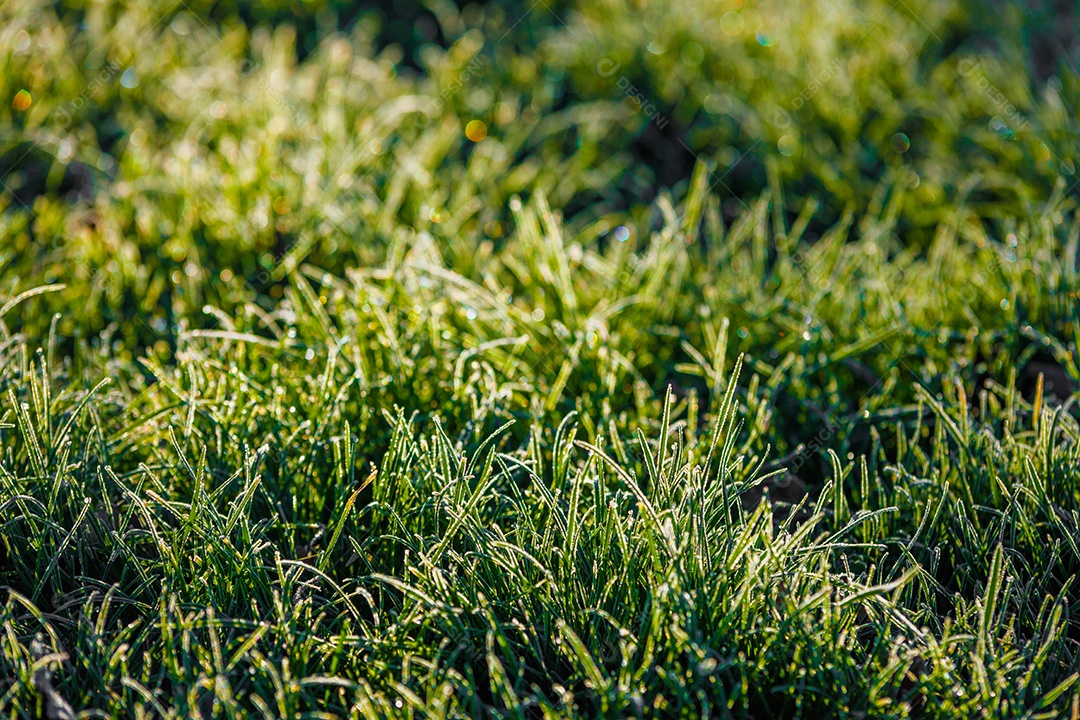 Grama verde de uma parque
