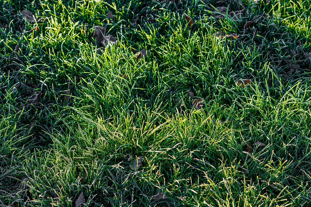 Grama verde de uma parque