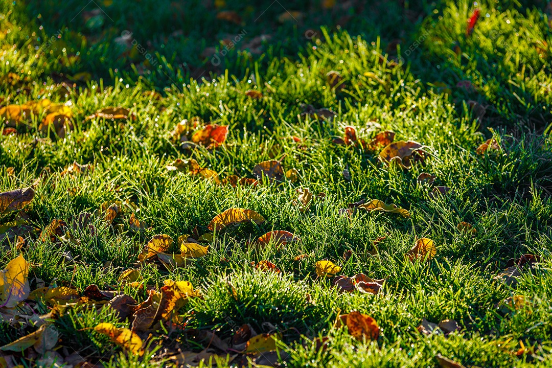 Pasto verde em uma fazenda raios solares