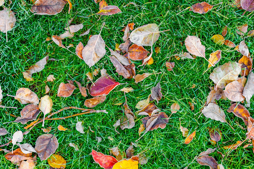 Folhas verde em uma grama