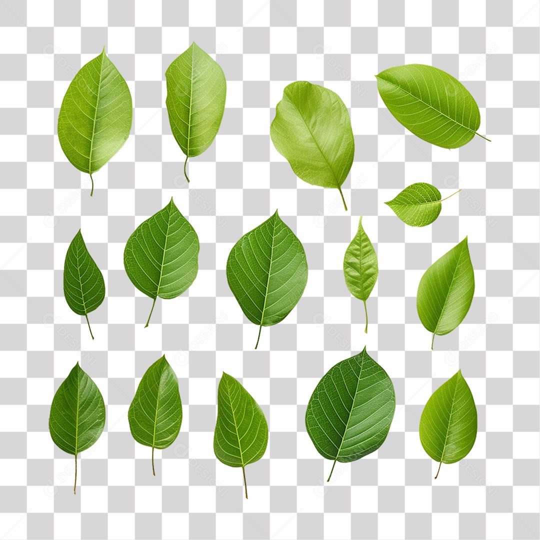 Folhas Verdes Árvores PNG Transparente