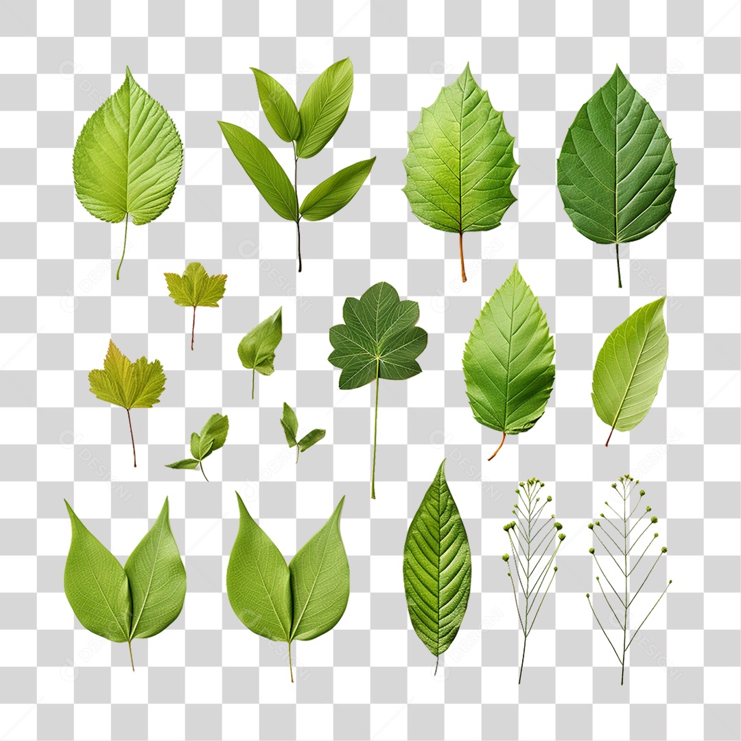 Folhas Verdes Árvores PNG Transparente