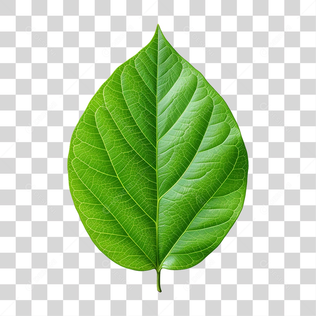 Folhas Verdes Árvores PNG Transparente