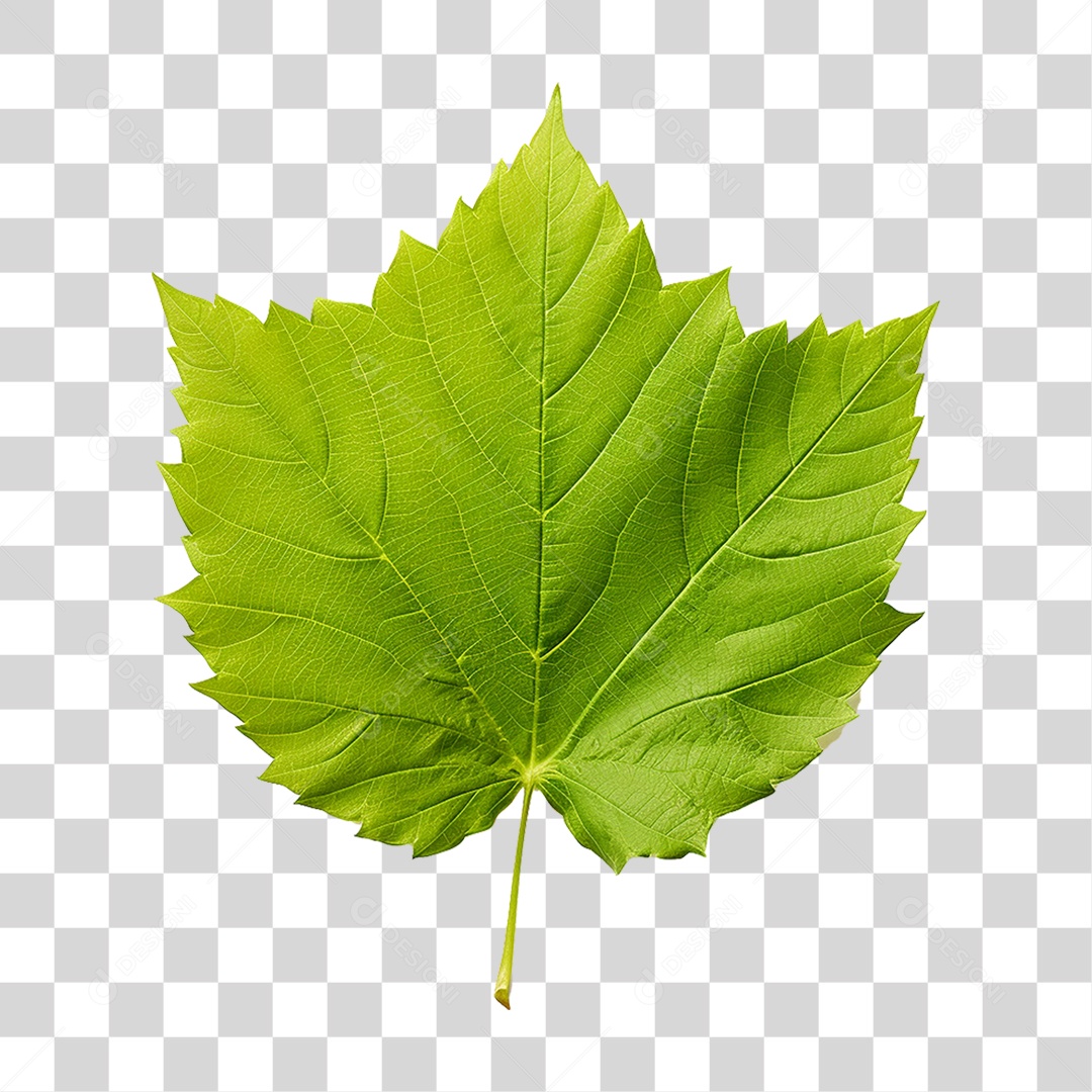 Folhas Verdes Árvores PNG Transparente