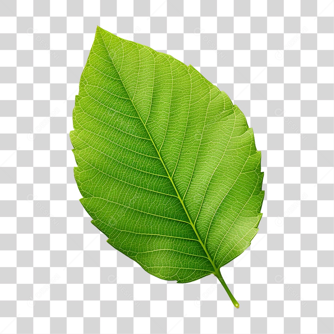 Folhas Verdes Árvores PNG Transparente