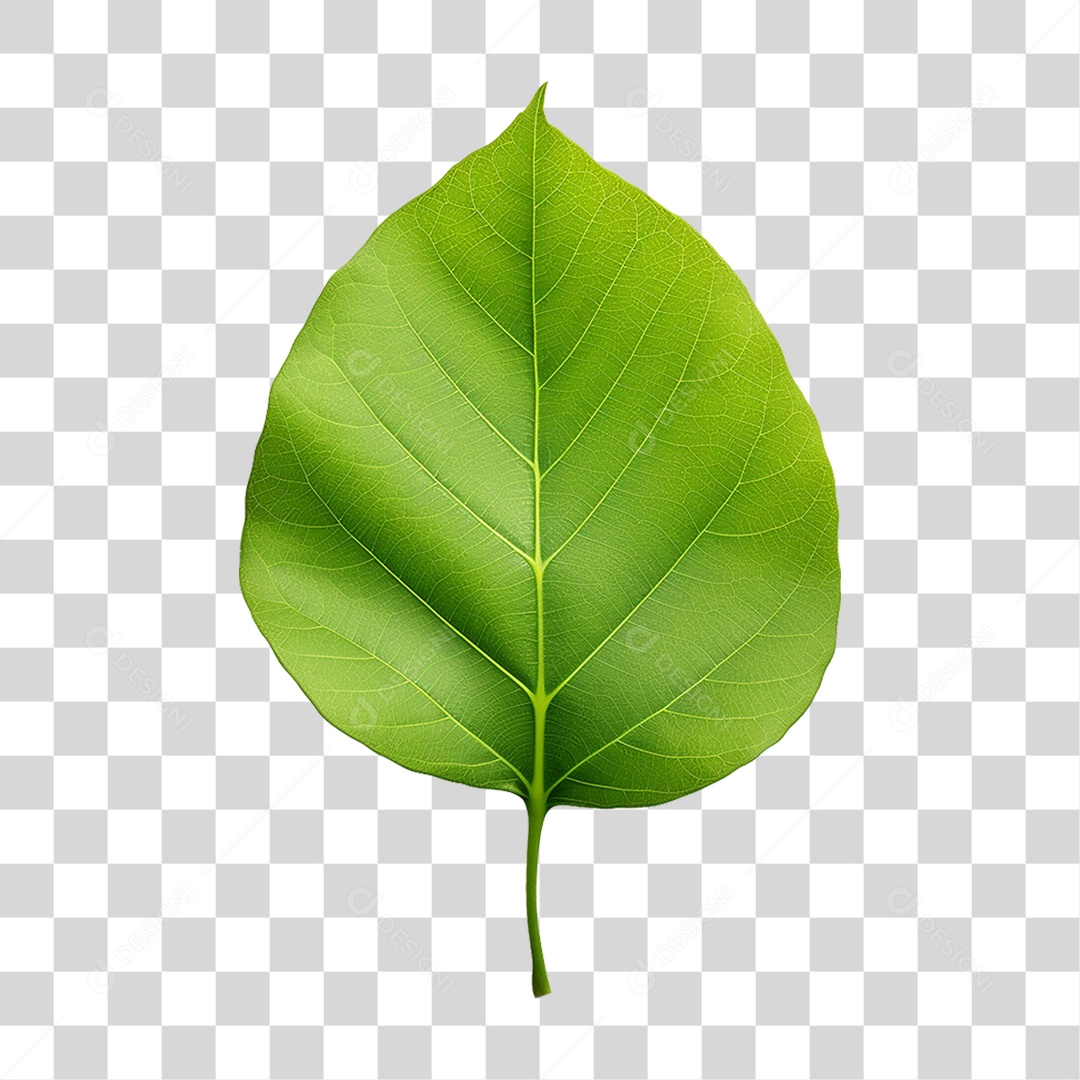 Folhas Verdes Árvores PNG Transparente