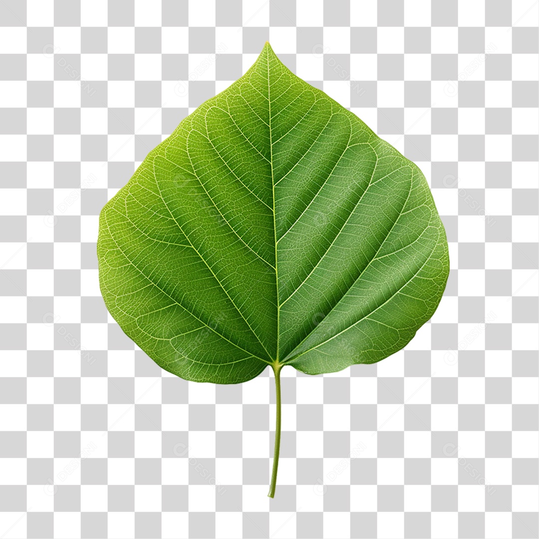 Folhas Verdes Árvores PNG Transparente