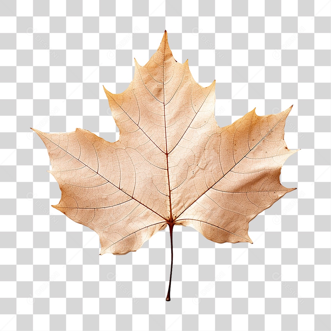 Folhas Árvores PNG Transparente