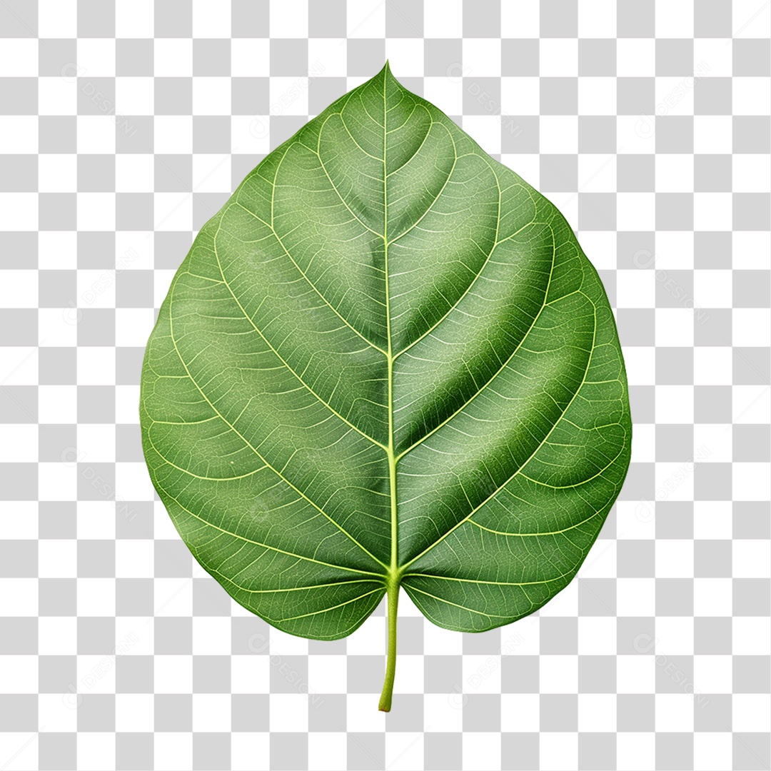 Folhas Verdes Árvores PNG Transparente