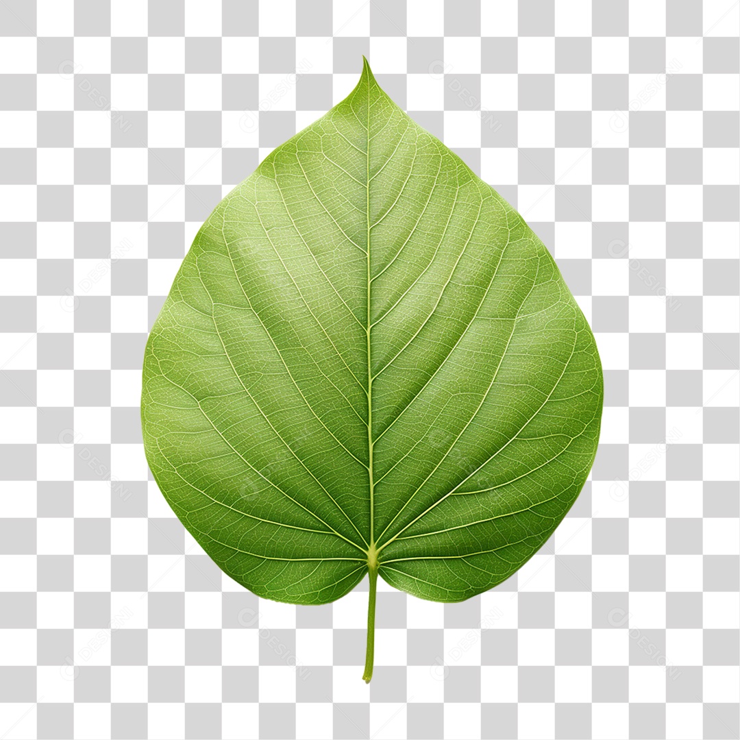 Folhas Verdes Árvores PNG Transparente