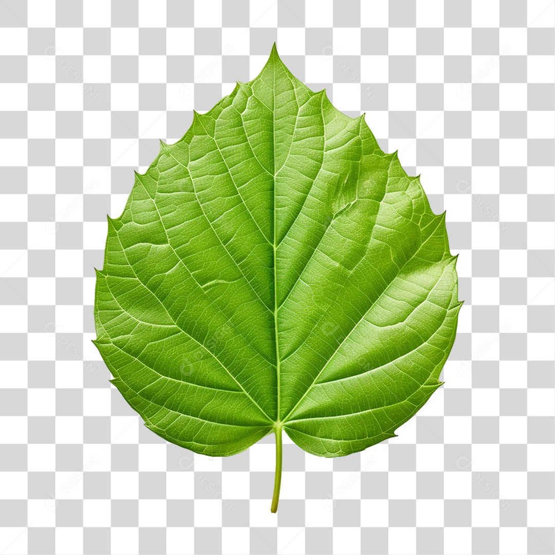 Folhas Verdes Árvores PNG Transparente