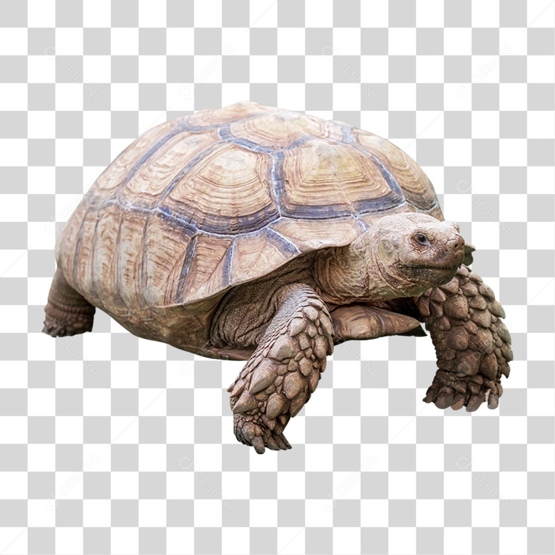 Tartaruga Animal Silvestre PNG Transparente