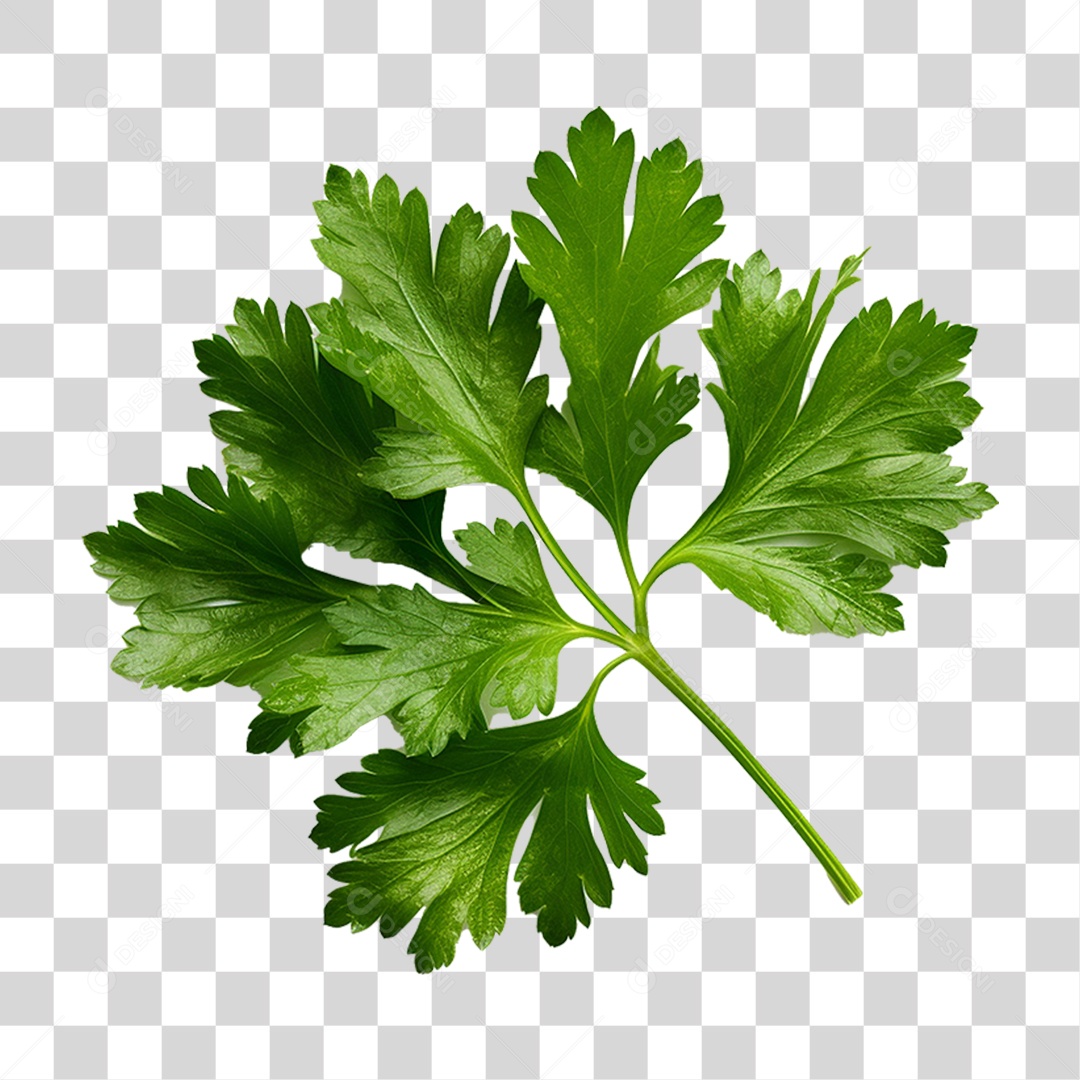 Salsinha Folha Verde PNG Transparente