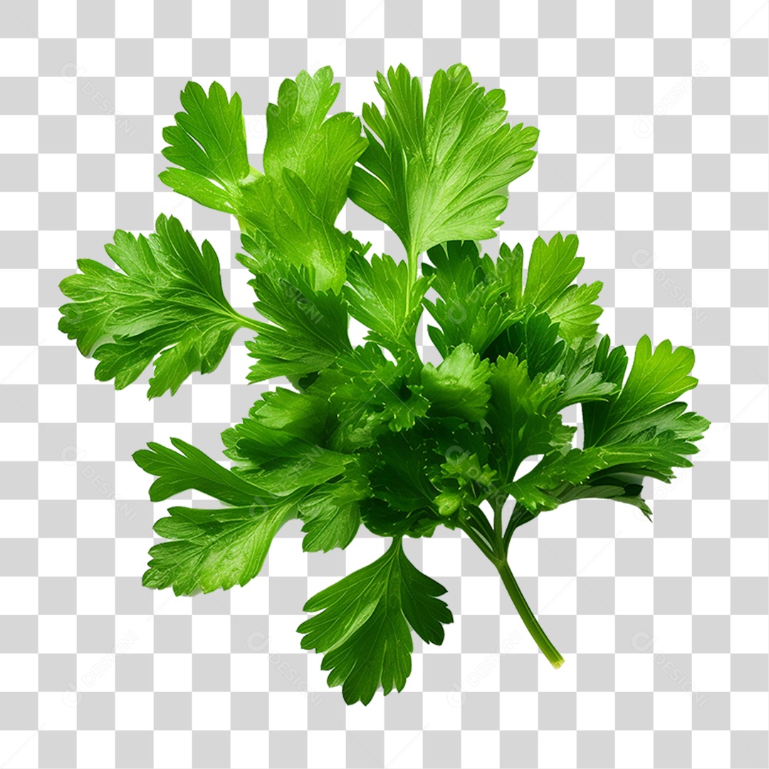 Salsinha Folha Verde PNG Transparente