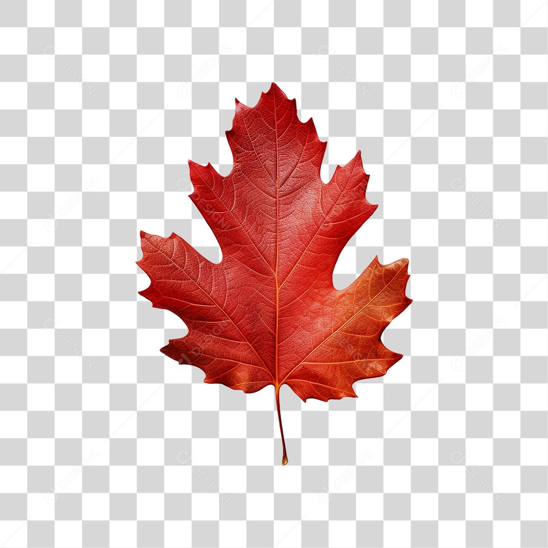 Folha Vermelha de Outono PNG Transparente