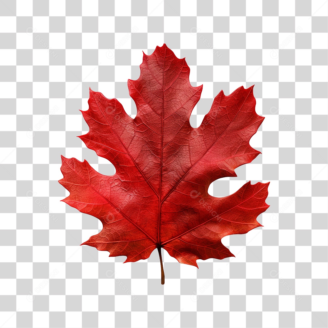 Folha Vermelha de Outono PNG Transparente