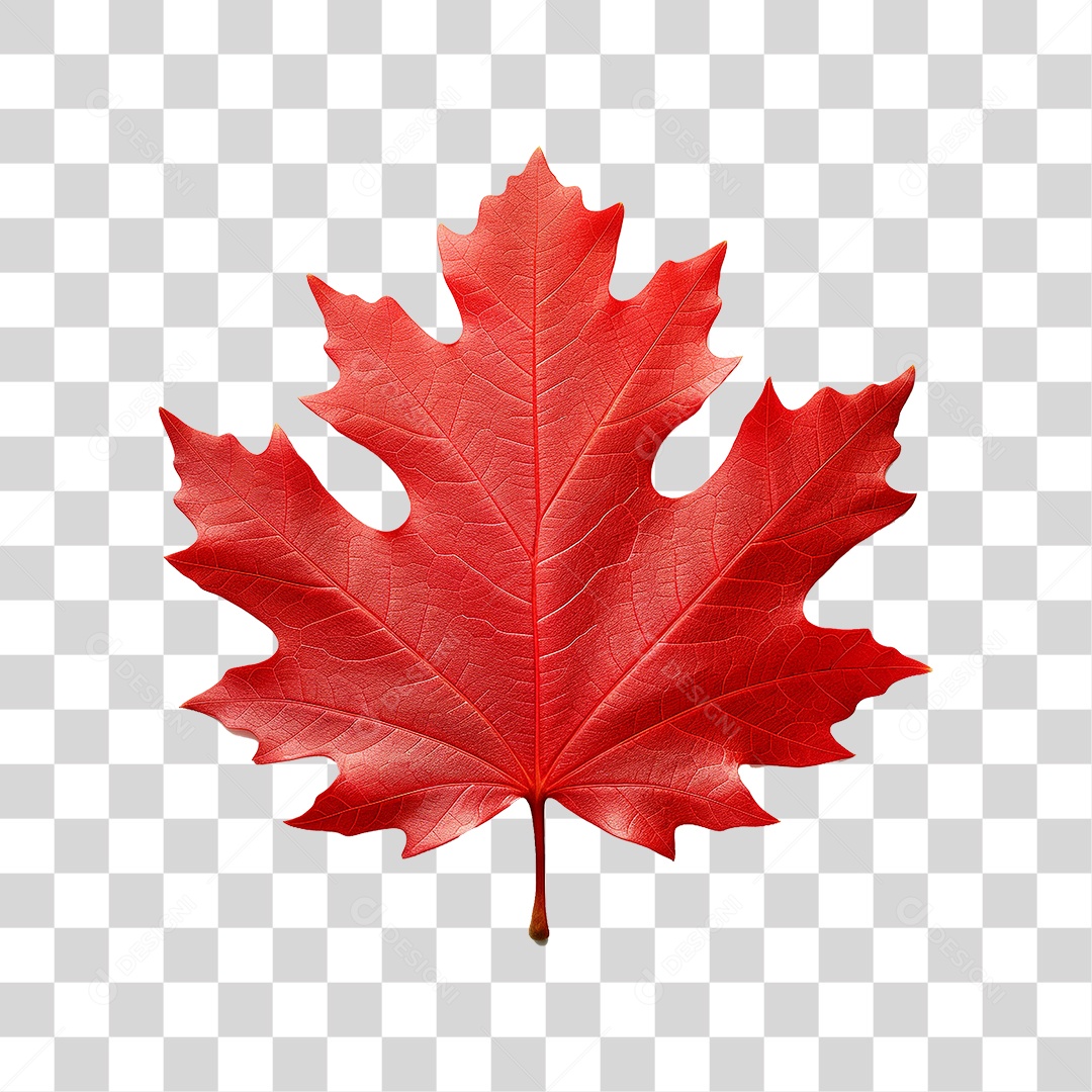 Folha Vermelha de Outono PNG Transparente