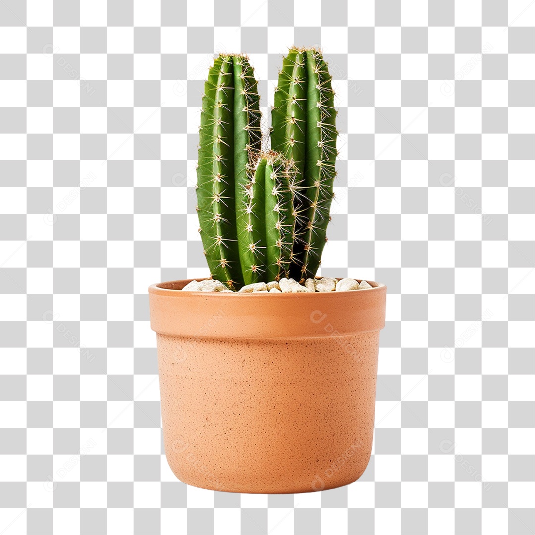 Planta Cacto PNG Transparente