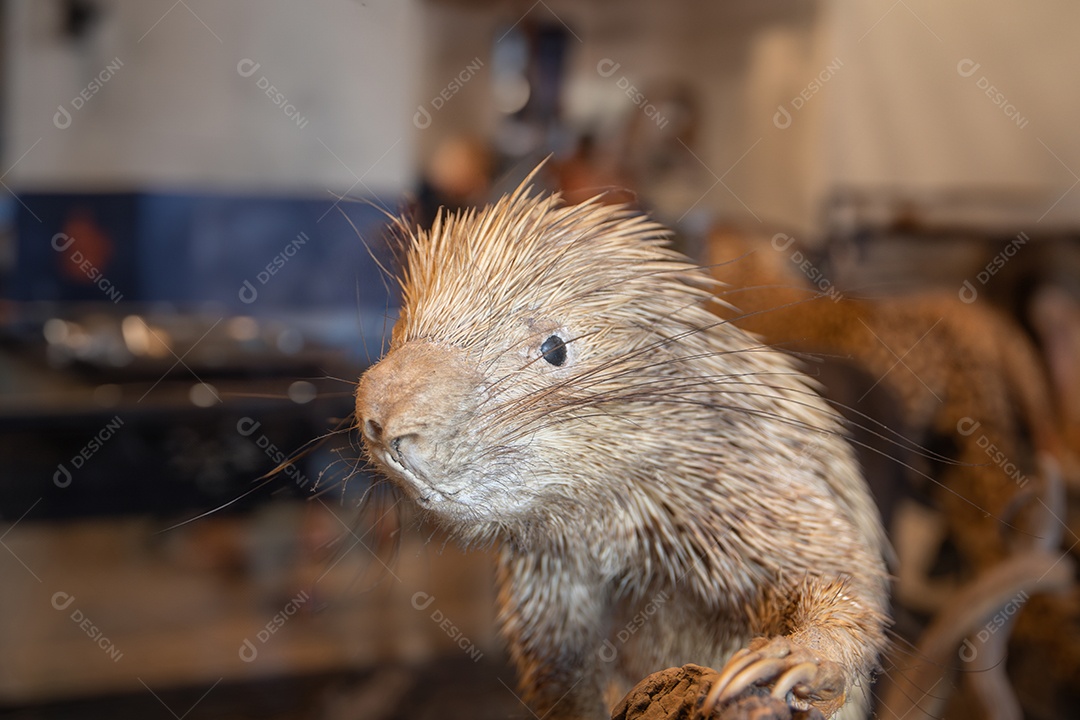 Réplica do ouriço no Museu de Zoologia de São Paulo
