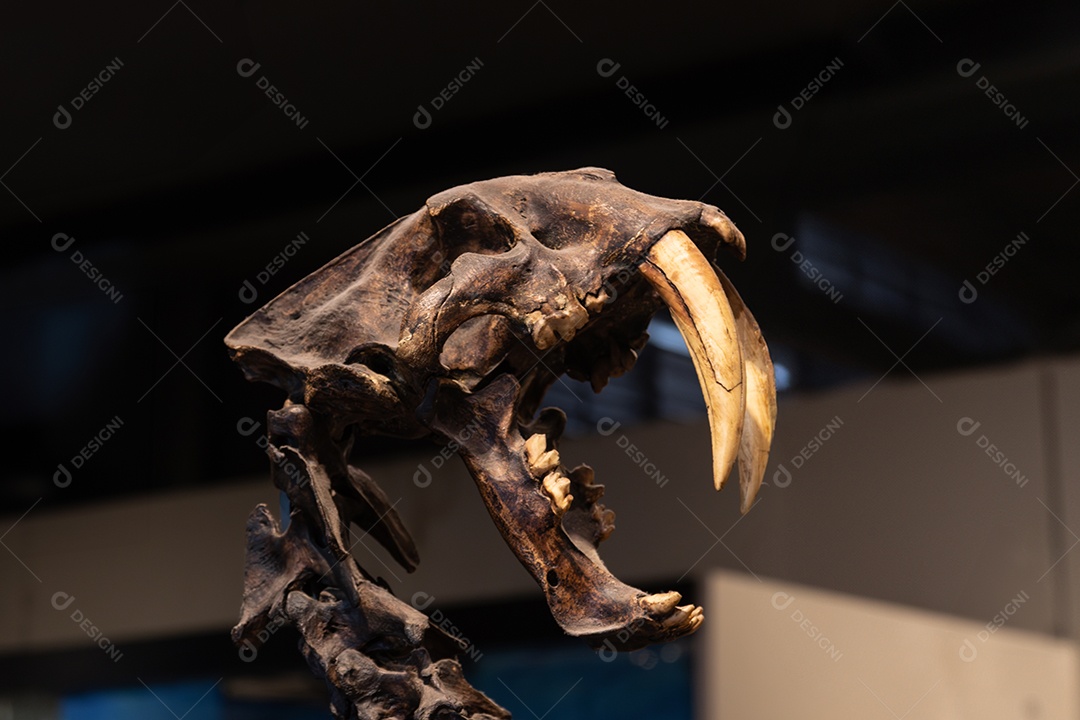 Esqueleto de tigre dente-de-sabre no museu de zoologia de São Paulo