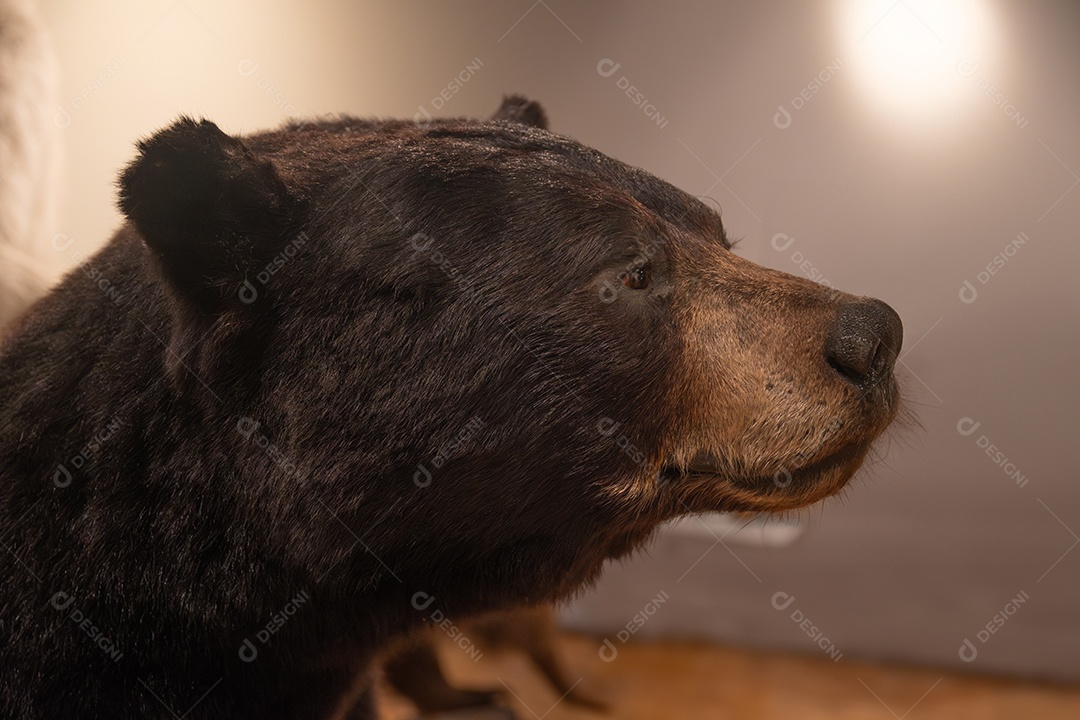 Réplica realista de um urso pardo no Museu de Zoologia de São Paulo