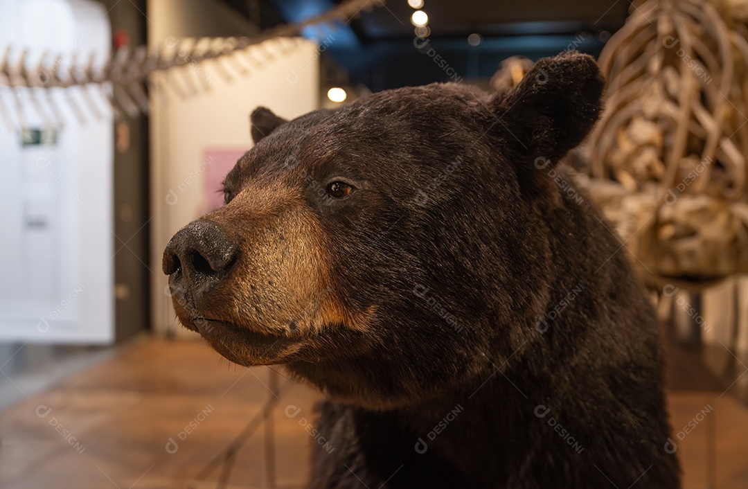 Réplica realista de um urso pardo no Museu Zoológico de São Paulo