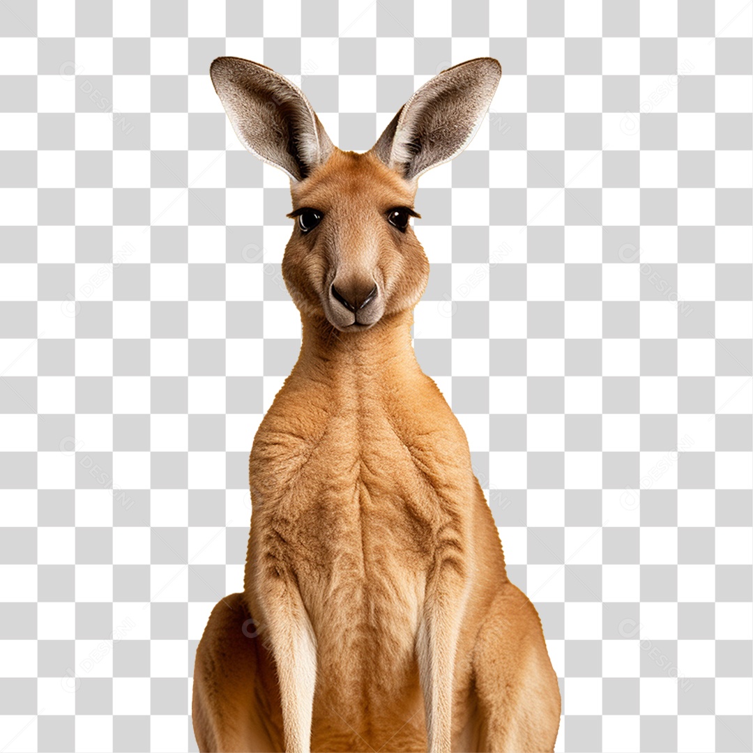 Canguru PNG Transparente