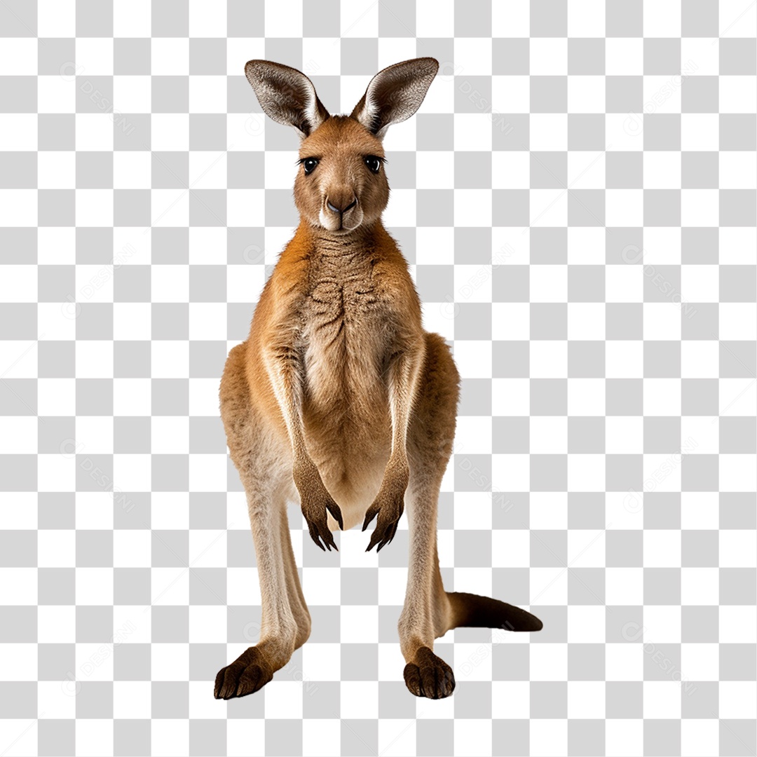 Canguru PNG Transparente