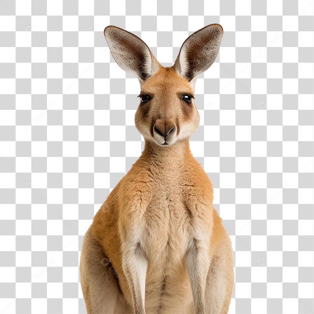 Canguru PNG Transparente