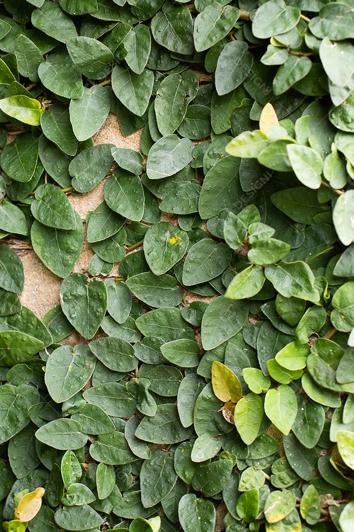 Arbusto de folhas verdes