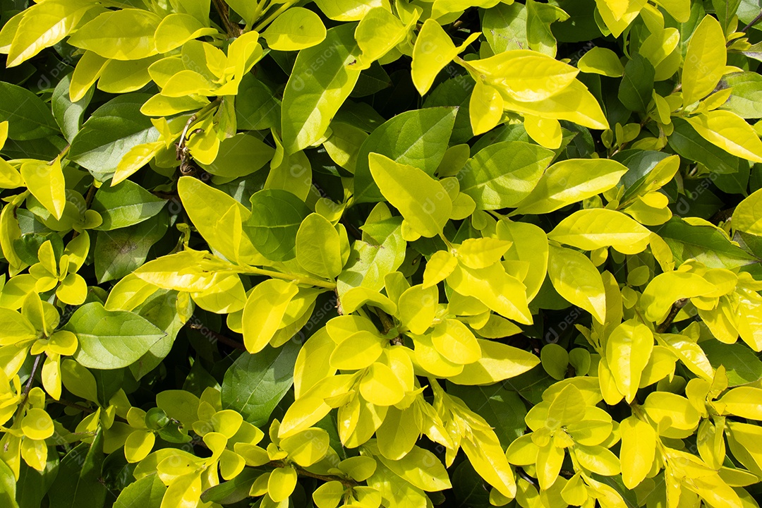 Mini arbusto de folhas verdes