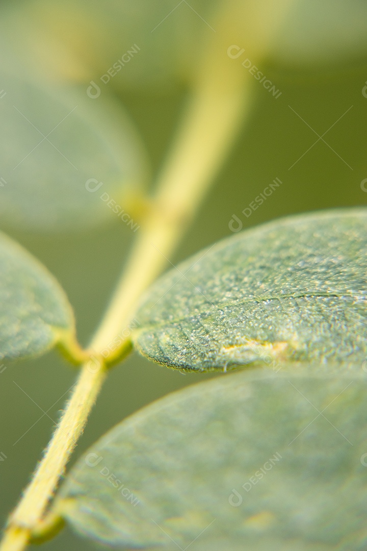 Galhos verde de uma planta