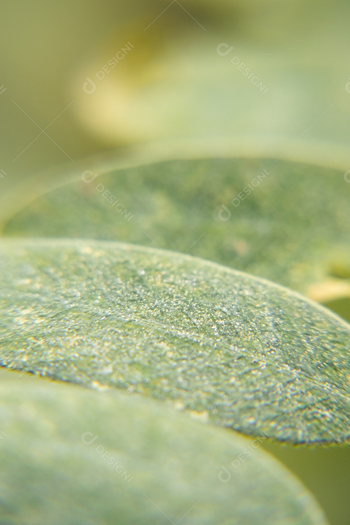 Visão macro de uma folha verde