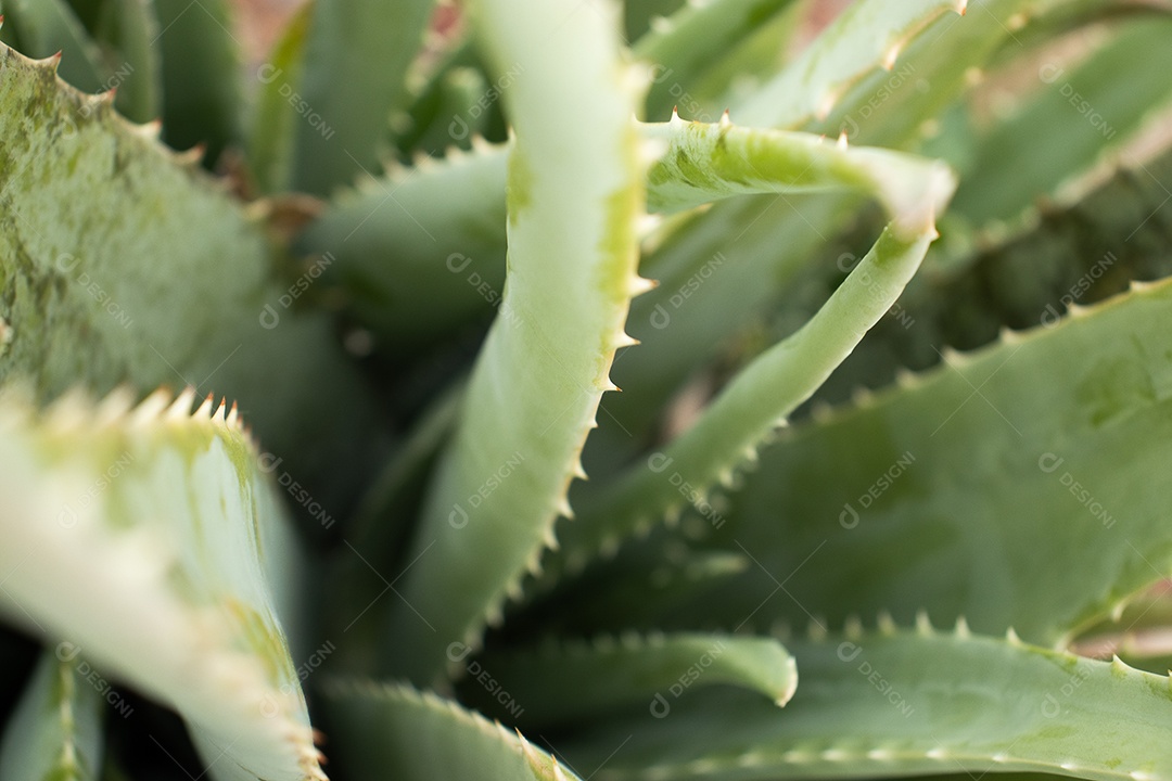 Planta aloe vera