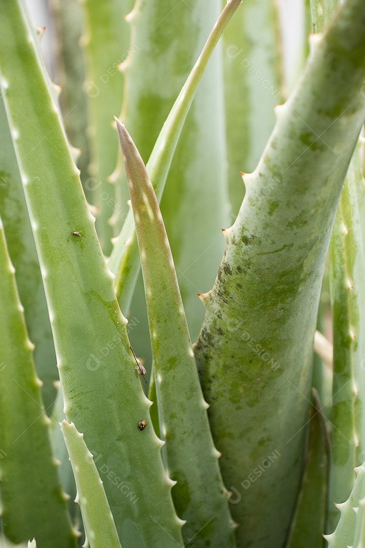 Planta aloe vera