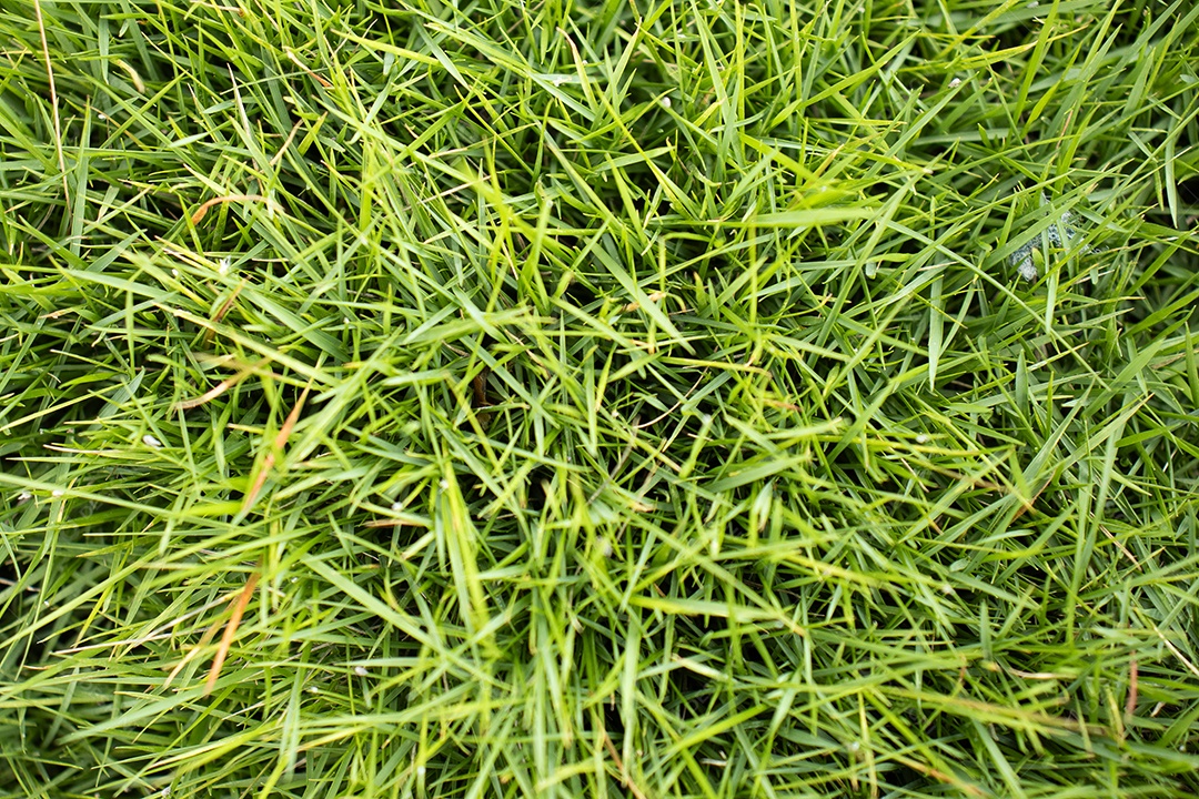 Grama verde formando uma textura natural