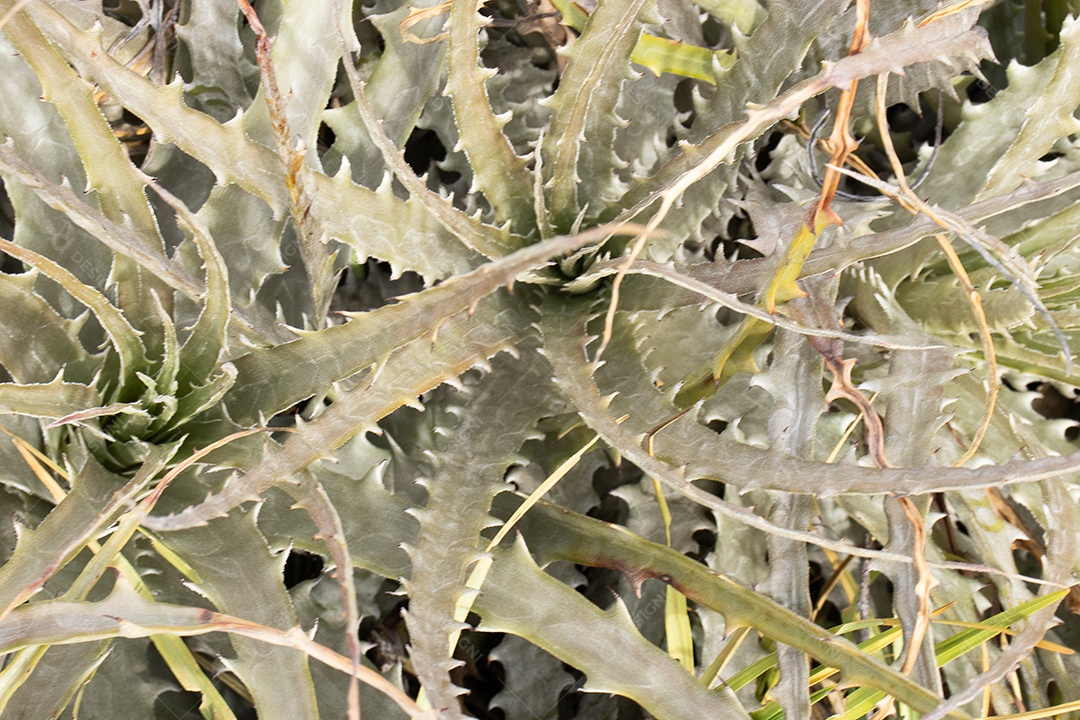 Vista aproximada da planta bromélia laciniosa