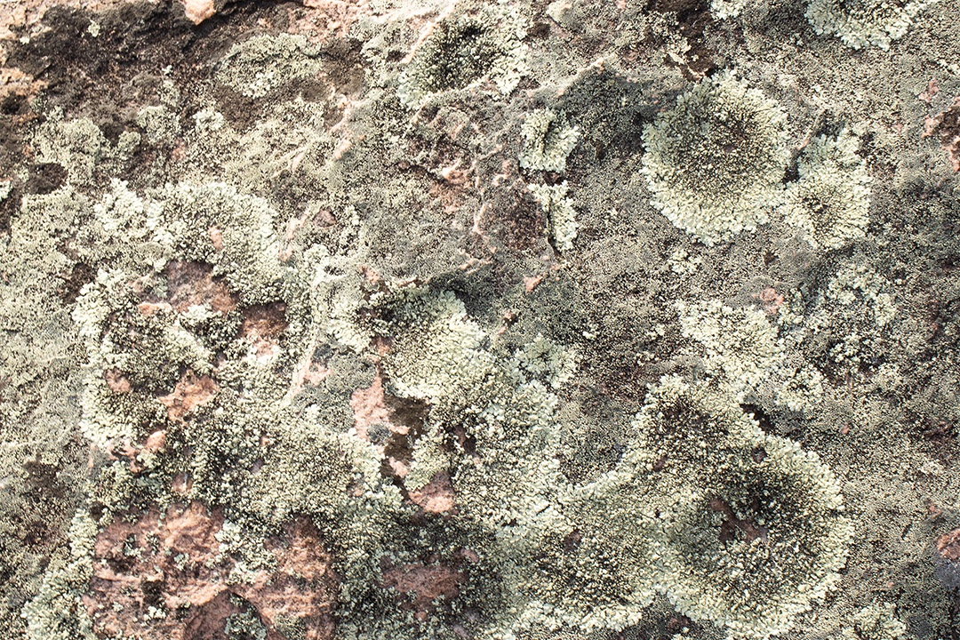 Musgo verde em pedra rochosas