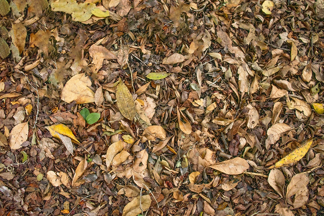 Várias folhas secas no chão formando uma textura