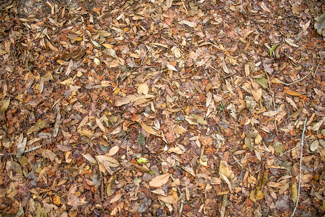 Várias folhas secas no chão formando uma textura