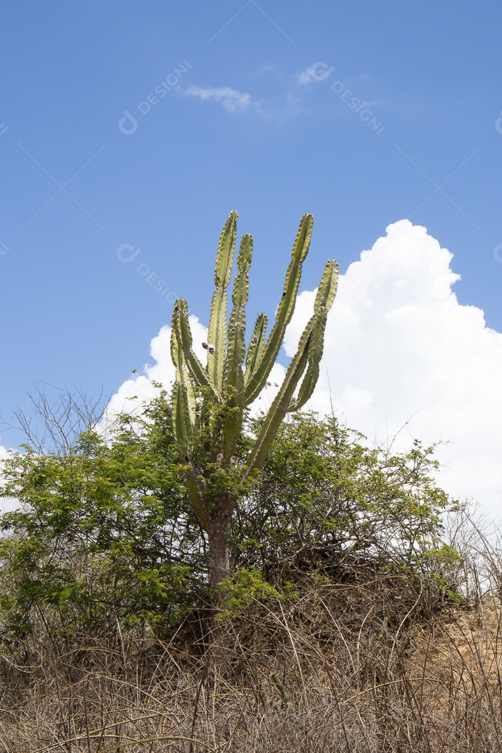 Sertão nordestino com pé de Mandacaru