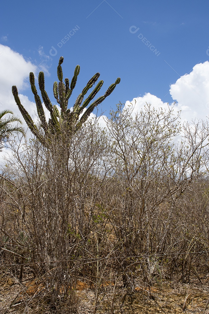 Sertão nordestino com pé de Mandacaru